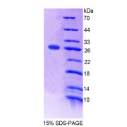 SDS-PAGE analysis of Mouse SNAP23 Protein.