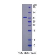 SDS-PAGE analysis of Human MAP1B Protein.