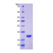 SDS-PAGE analysis of Human MARS Protein.