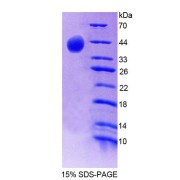 SDS-PAGE analysis of Mouse SYN2 Protein.