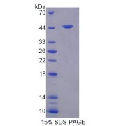 SDS-PAGE analysis of Rat FEz2 Protein.