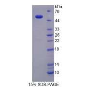 SDS-PAGE analysis of recombinant Human NUCB1 Protein.