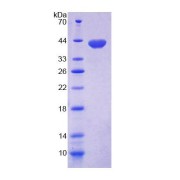 SDS-PAGE analysis of Mouse MOGS Protein.