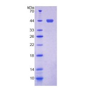 SDS-PAGE analysis of recombinant Human SSA2 Protein.