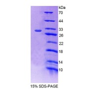 SDS-PAGE analysis of Mouse PCCb Protein.