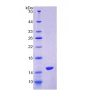 SDS-PAGE analysis of Human OT Protein.