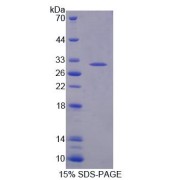 SDS-PAGE analysis of Mouse TOP1MT Protein.