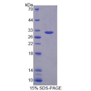 SDS-PAGE analysis of Human PLA2G3 Protein.