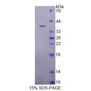 SDS-PAGE analysis of Human PLSCR4 Protein.