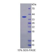 SDS-PAGE analysis of Human BPNT1 Protein.