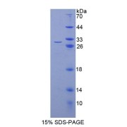 SDS-PAGE analysis of Human TCEA2 Protein.