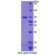 SDS-PAGE analysis of recombinant Mouse GBP3 Protein.