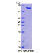 SDS-PAGE analysis of Human CAPNS1 Protein.