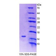 SDS-PAGE analysis of Human SLC30A3 Protein.