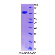 SDS-PAGE analysis of Human TRIP6 Protein.