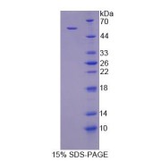 SDS-PAGE analysis of Human TGOLN2 Protein.