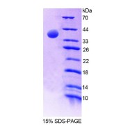 SDS-PAGE analysis of Mouse MTFMT Protein.