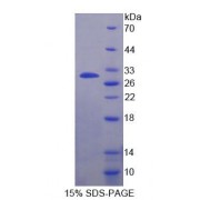SDS-PAGE analysis of recombinant Cow Casein Alpha (CSN1) Protein.