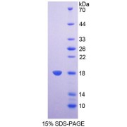 SDS-PAGE analysis of Mouse SDHD Protein.