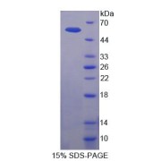 SDS-PAGE analysis of Rat PEDF Protein.