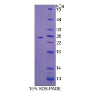 SDS-PAGE analysis of Rat IL17C Protein.