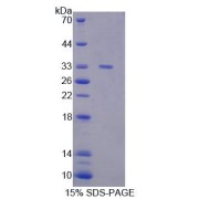 SDS-PAGE analysis of Mouse GBP1 Protein.