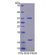 SDS-PAGE analysis of Human PGM3 Protein.