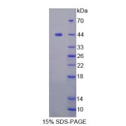 SDS-PAGE analysis of Human FBXO3 Protein.