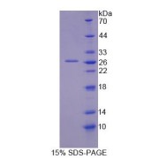 SDS-PAGE analysis of Mouse GFM2 Protein.