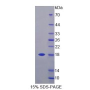 SDS-PAGE analysis of Mouse MCEE Protein.