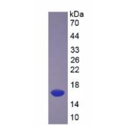 SDS-PAGE analysis of recombinant Rat Transforming Growth Factor Beta 3 (TGFB3) Protein.