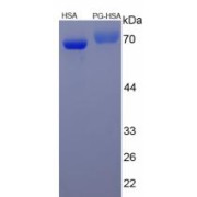 SDS-PAGE analysis of HSA Conjugated Progesterone Protein (HSA).