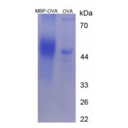 SDS-PAGE analysis of Myelin Basic Protein Protein (OVA).