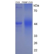 SDS-PAGE analysis of PIIINP Protein (OVA).