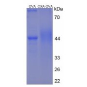 SDS-PAGE analysis of Orexin A Protein (OVA).