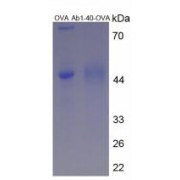 SDS-PAGE analysis of Amyloid Beta Peptide 1-40 Protein (OVA).