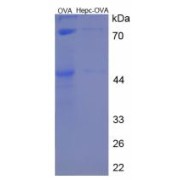 SDS-PAGE analysis of Hepcidin 25 (Hepc 25) Protein (OVA).