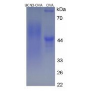 SDS-PAGE analysis of Urocortin 3 Protein (OVA).