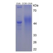 SDS-PAGE analysis of Human CCR1 Peptide (OVA).