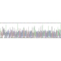 Human Neutrophil Elastase / ELA2 (ELANE) Protein (Active)