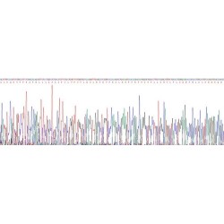 Human Cytochrome P450 1A2 (CYP1A2) Protein (Active)