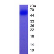 SDS-PAGE analysis of recombinant active Human Cytochrome P450 1A2 (CYP1A2) Protein.