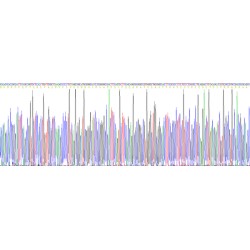 Human Endostatin Protein