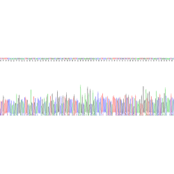 Human Hepcidin (HAMP) Protein