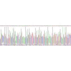 Human Histidine Rich Glycoprotein (HRG) Protein