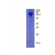 SDS-PAGE analysis of Human Histidine Rich Glycoprotein (HRG) Protein.