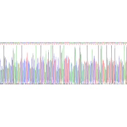 Mouse Interleukin 10 (IL10) Protein