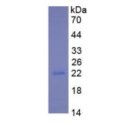 SDS-PAGE analysis of Interleukin 10 (IL10) Protein.