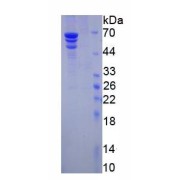 SDS-PAGE analysis of Cow Fibrinogen (FG) Protein.