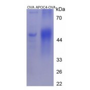 Mouse Apolipoprotein C4 (APOC4) Peptide (OVA)